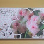 花のまわりみち八重桜イン広島1