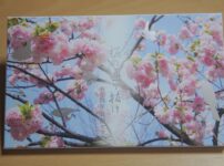 桜の通り抜け令和四年貨幣セット1