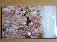 桜の通り抜け令和五年貨幣セット
